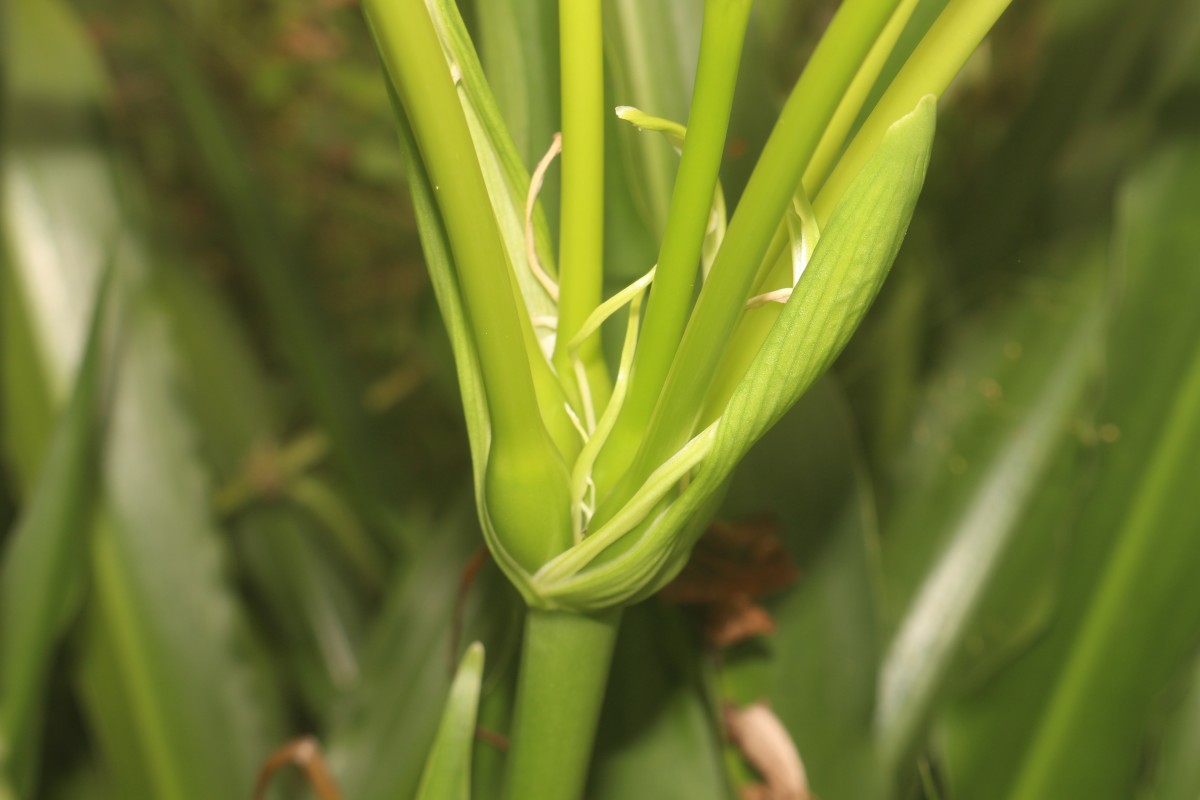 Crinum moorei Hook.f.